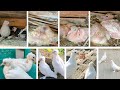 Development Video Fast Growht 1 Day To 31 Days