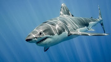 How To Survive a Shark Attack