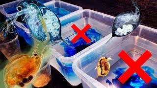 видео: ВЫБЕРИ ПРАВИЛЬНУЮ ДАФНИЮ ЧТОБЫ ВЫЖИТЬ картинка: ВЫБЕРИ ПРАВИЛЬНУЮ ДАФНИЮ ЧТОБЫ ВЫЖИТЬ