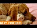 Cutest Animal Friendships Compilation 2018| Funny Pet Videos