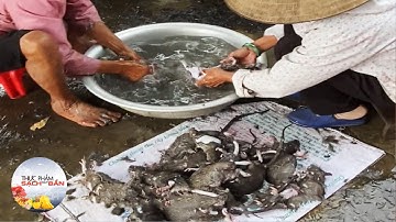 Hiểm họa khôn lường ẩn sau món đặc sản thịt chuột đồng | An toàn 365