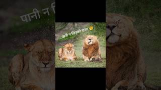 Wildlife comedy ll #wildlife #comedy #nature #trending #ytshorts #shorts