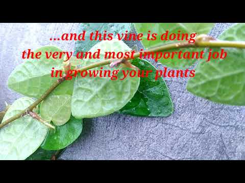 Video: Creeping Fig Vine: Wachsende Kriechfeige im Garten und zu Hause