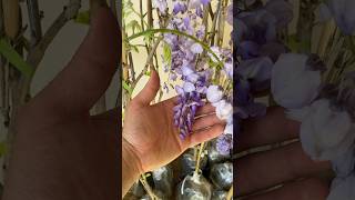 Глициния  Вистерия - Wisteria Sinensis 🪻За поръчки пишете на ЛС или 0884463195