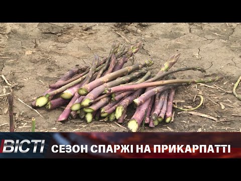 Сезон спаржі на Прикарпатті