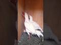 white shamo pair for sale #shortsfeed #aseelmurga#shortsfeed #shorts #youtubeshorts#unfrezzmyaccount