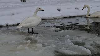 А белый лебедь на пруду.... Скоро весна... Усадьба Марьино