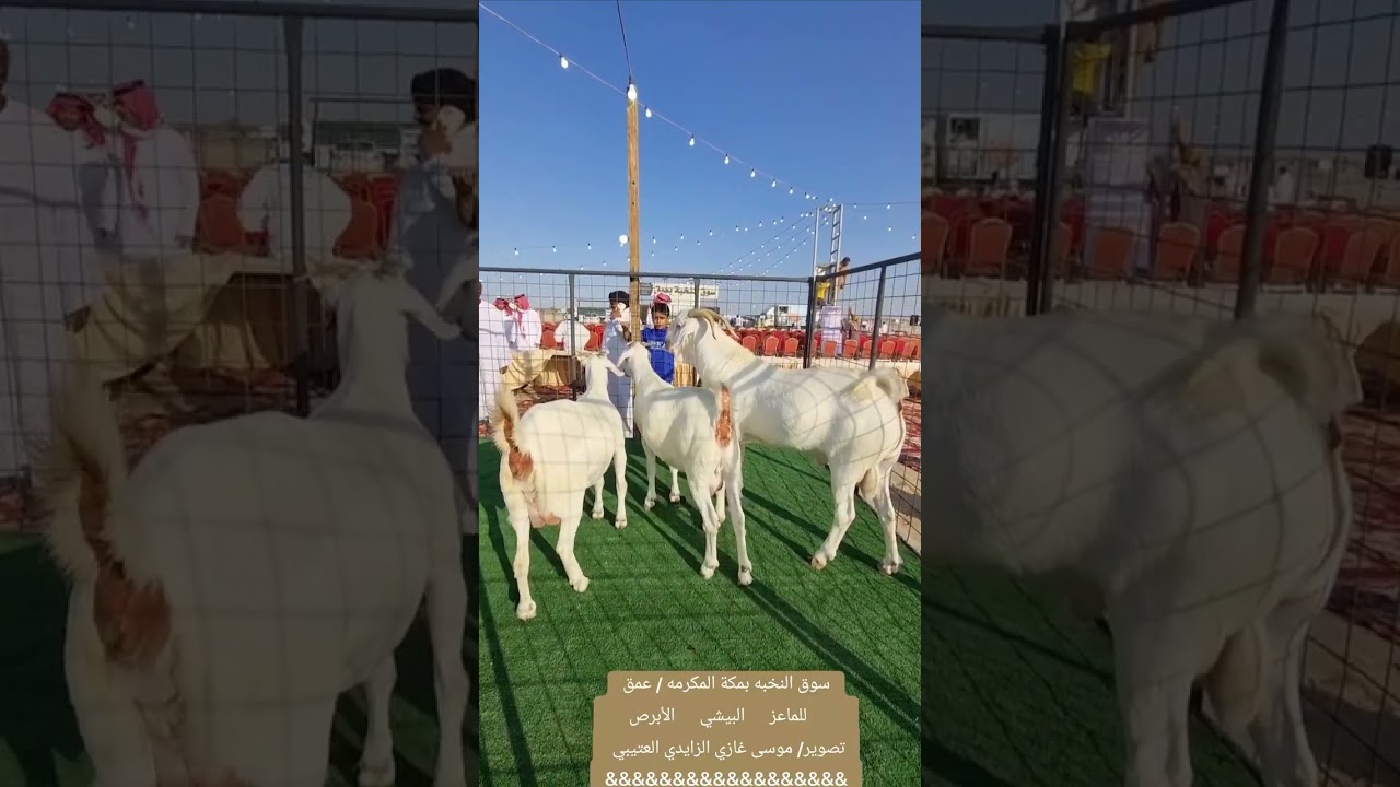 🇸🇦🌺الملتقى الثالث للبيشي الأبرص 🌺🇸🇦