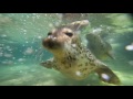 神戸どうぶつ王国2016夏のCM(15秒バージョン)
