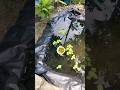 Outdoorpond of Guppy's.#guppy #fishkeepinghobby#guppykerala #aquascapegallery#shorts #outdoorpond