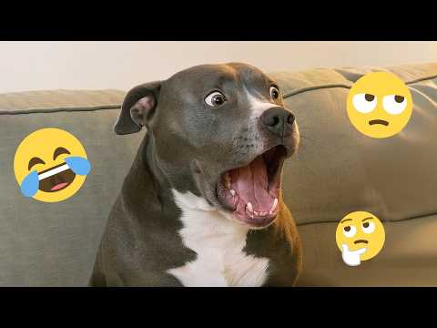CRAZY DOGS 2026 That Will Make You Laugh NONSTOP  😂🐶 Best Funny Dog Moments! #3