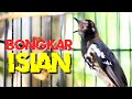 Anis Kembang Full Isian Pancingan Anis Kembang Agar Gacor Mp3 - Mp4 Download