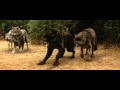 Twilight New Moon Laurent Bella Et Les Loups