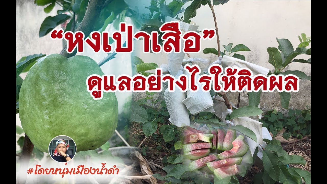 ฝรั่งหงเป่าเสือ...ดูแลอย่างไรให้ติดผล?