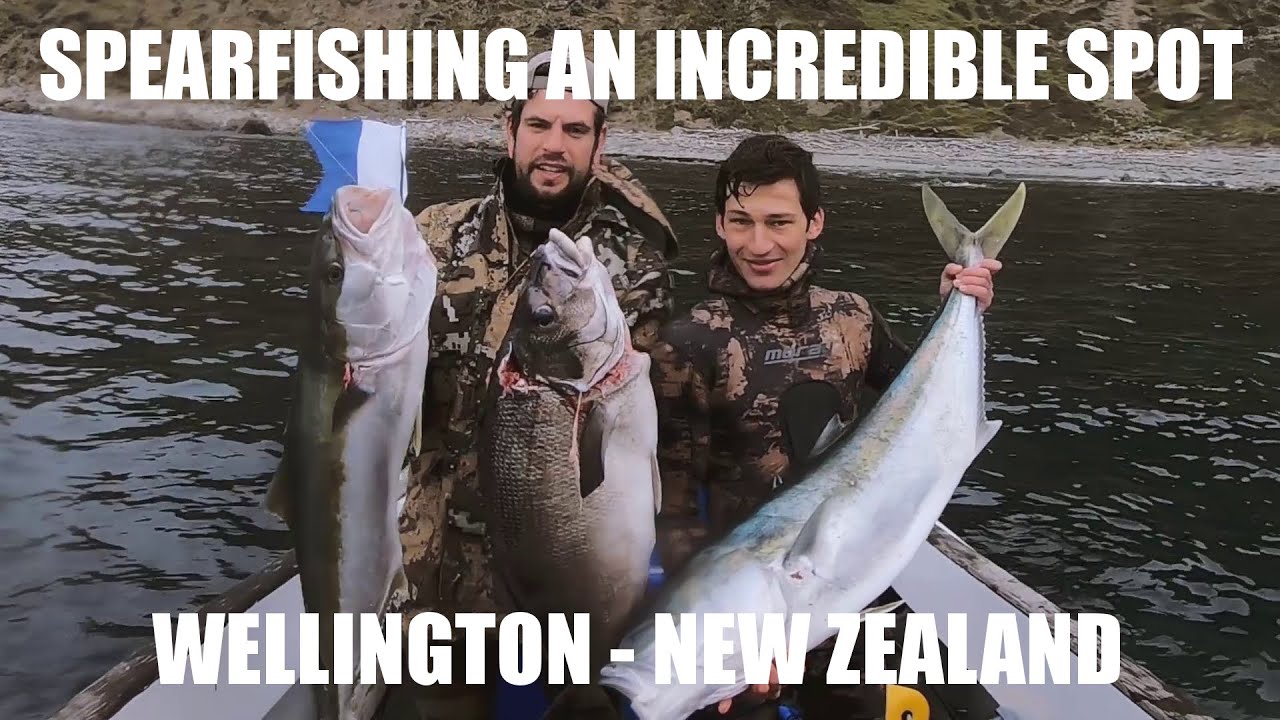 Spearfishing an Incredible Spot - Wellington New Zealand - Novemeber