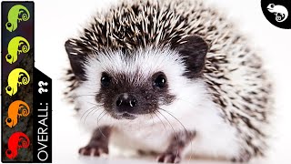 Hedgehog, The Best Pet Mammal?
