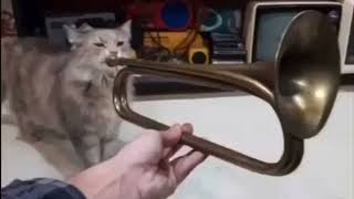 Trumpet Cat