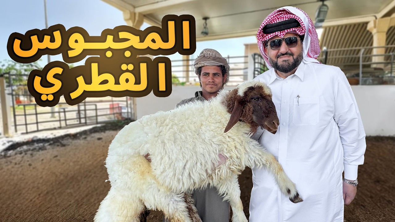 فهد البشري يطبخ لحم الخروف في رمال سيلين: تجربة بدوية فريدة