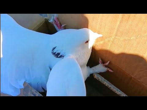 Летать отказывается завёз голубя на 5км/Refuses to fly, delivered a pigeon for 5 km