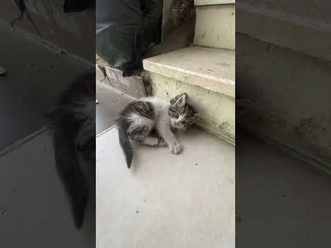 The bewildered kitten is having trouble standing up. #shorts #cats #cat