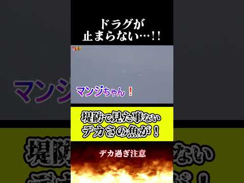 堤防で見た事ないデカ魚