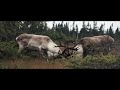 Giant Woodland Caribou Fight