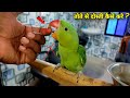 तोते से दोस्ती कैसे करे ? How to Bond/Friendship with your Parrot