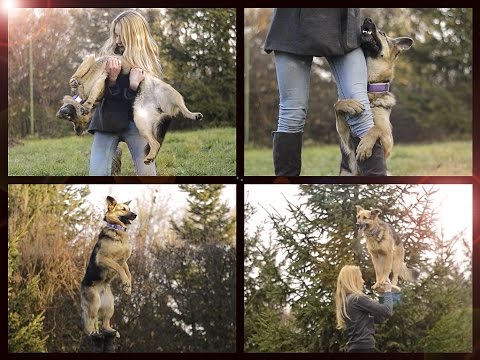 dogfrisbee-&-tricks-by-german-shepherd-britney-♥