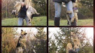 DOGFRISBEE & TRICKS BY GERMAN SHEPHERD BRITNEY ♥