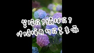 紫陽花？繡球花？｜伴隨梅雨的花季來囉????️｜#Shorts 