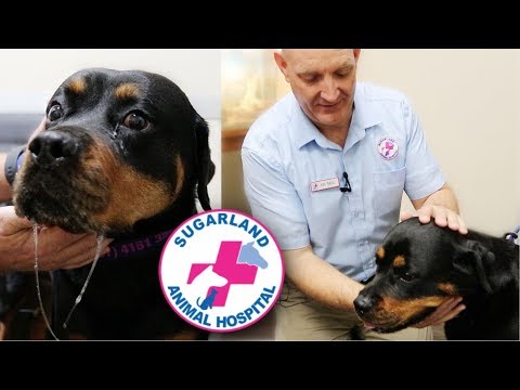 Video: Masseter Myositis u psů