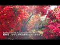 The world's most famous azalea garden,Tatebayashi "Tsutsujigaoka Park"