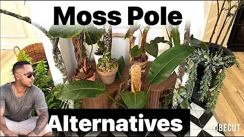 Moss Pole Alternatives For Climbing Plants