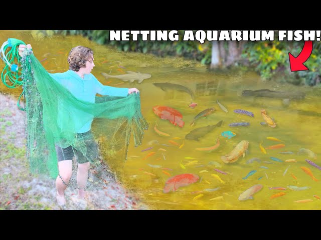 Netting Wild Aquarium Fish For My BACKYARD POND! 