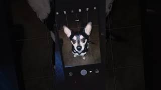 Google Pixel 2 XL on Straight Talk Wireless set up