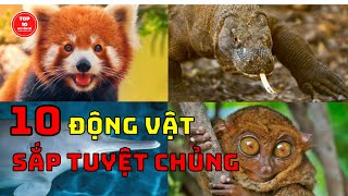 Top 10 Loài Động Vật Có Nguy Cơ Tuyệt Chủng | Top 10 Huyền Bí