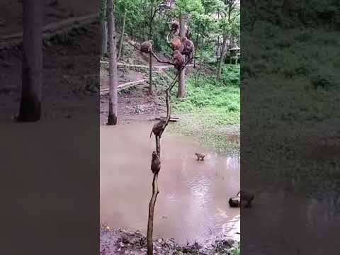 amazing monkey swimming video