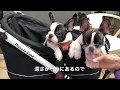 4BUHI ピッコロカーネ タントⅡでお出かけしたよ フレンチブルドッグ 【 french bulldog 】