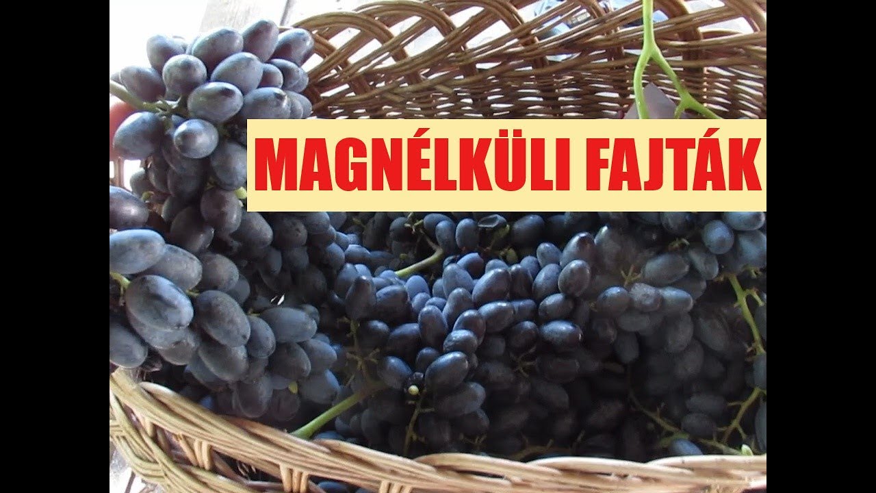 Amerikai magnélküli fajták és a magyar Blue Spirit