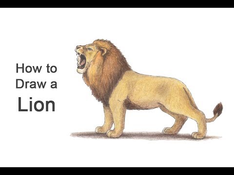 drawings of lions roaring in color