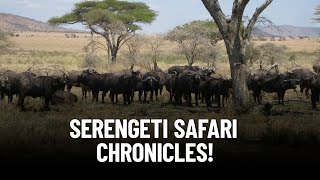 Why a Serengeti Safari Will Blow Your Mind!