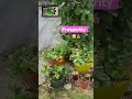 Prosperity in plants 🌱 #plants #lifeisbutadream #viralshorts 💰😂