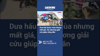 Dưa hấu được mùa nhưng mất giá, địa phương giải cứu giúp nông dân | Báo Lao Động