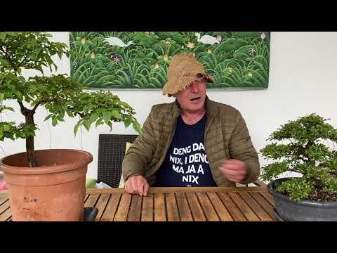 Japanese, chinese, european elm bonsai pruning, trimming, wiring. elm. ( turn on english subtitles )