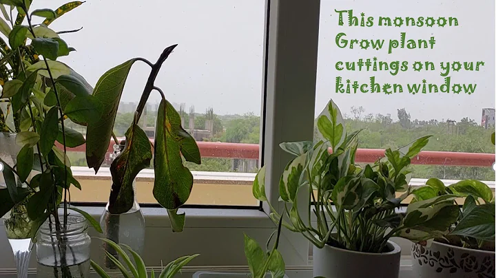 This monsoon grow plants in your kitchen. #Dr Shal...