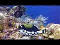 Mind-blowing Underwater Colors HD - Scuba Diving Komodo with a GoPro