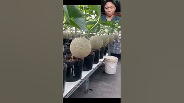 Thumbnail of TABULAMPOT MELON