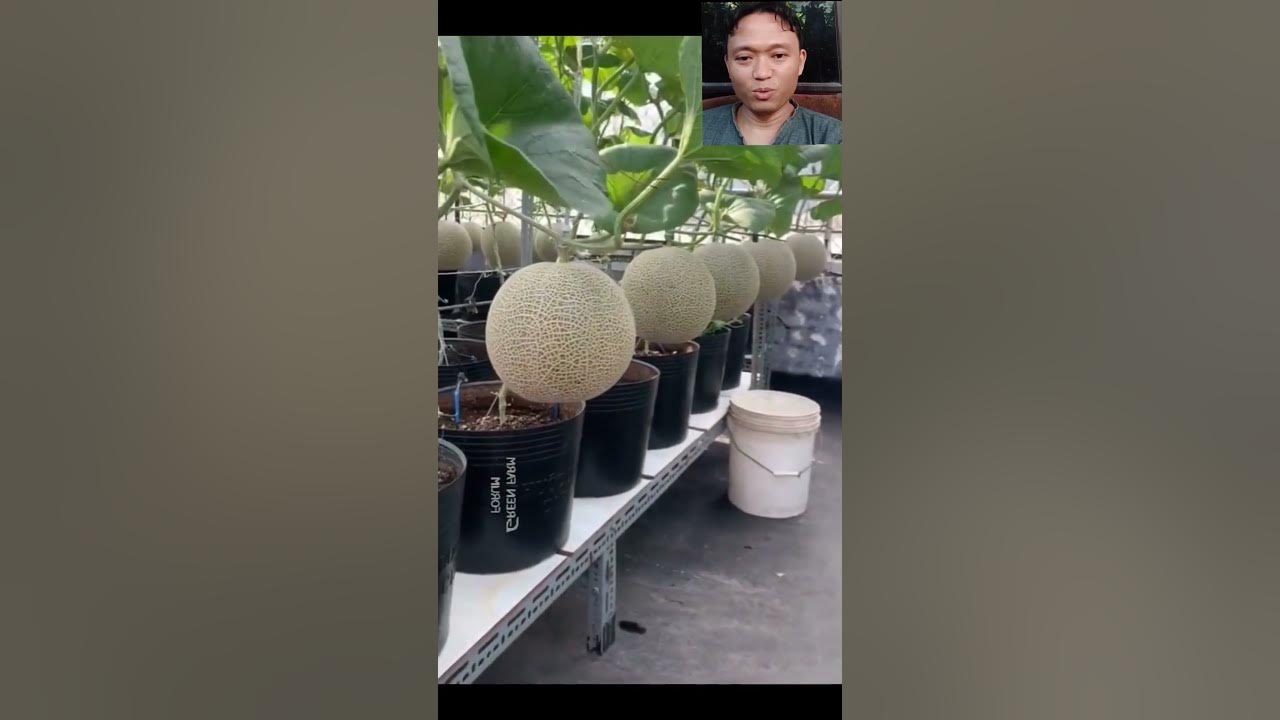 TABULAMPOT MELON