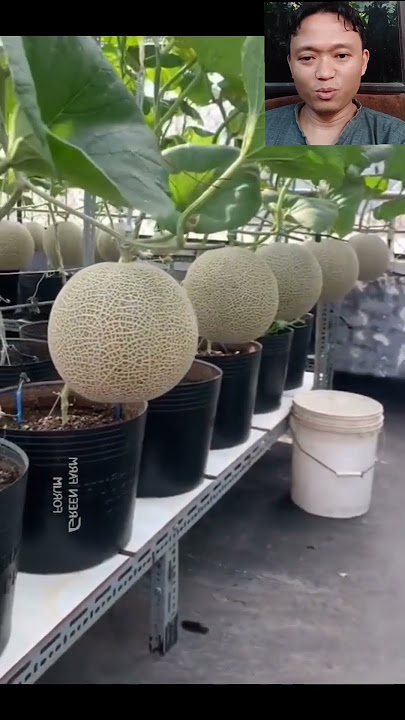 TABULAMPOT MELON