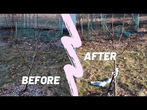 How to Stake and Straighten a Leaning Tree Using Ratchet Tie-Down | Straight a young fruit tree